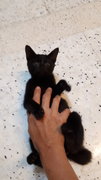 2 Black Cutie - Domestic Short Hair Cat