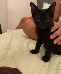 2 Black Cutie - Domestic Short Hair Cat