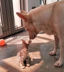 Bean - Tabby + Domestic Short Hair Cat