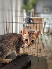 Bean - Tabby + Domestic Short Hair Cat