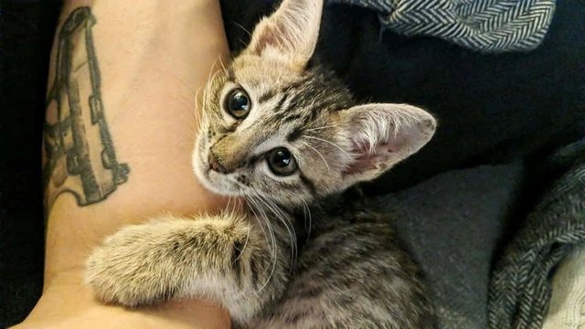 Bean - Tabby + Domestic Short Hair Cat