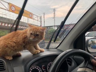 Mandu - Persian Cat