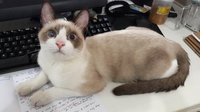 Blueberry Dumpling - Siamese Cat