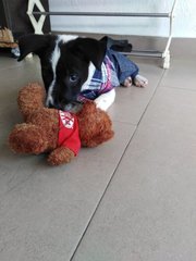 Oreo - Mixed Breed Dog