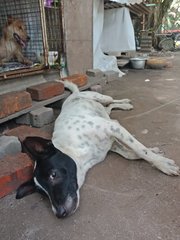 Oreo - Mixed Breed Dog