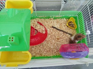 Pp - Syrian / Golden Hamster Hamster