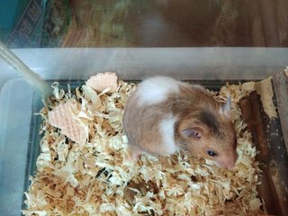 Pp - Syrian / Golden Hamster Hamster