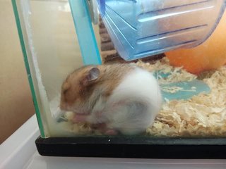 Pp - Syrian / Golden Hamster Hamster