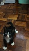 Oreo - Domestic Short Hair Cat