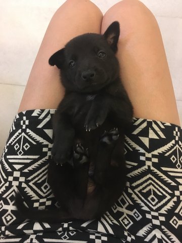 Black Beanie - Mixed Breed Dog