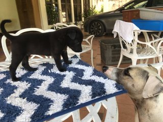 Black Beanie - Mixed Breed Dog