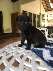 Black Beanie - Mixed Breed Dog