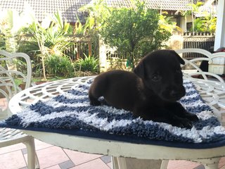 Black Beanie - Mixed Breed Dog