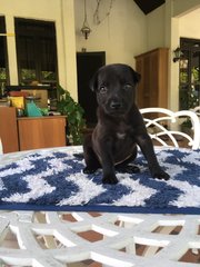 Black Beanie - Mixed Breed Dog