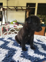 Black Beanie - Mixed Breed Dog