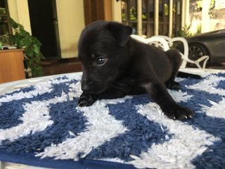 Black Beanie - Mixed Breed Dog