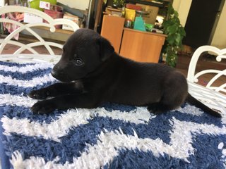 Black Beanie - Mixed Breed Dog