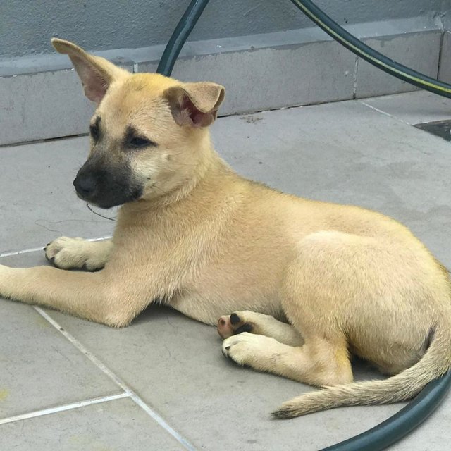 Fuyu - Mixed Breed Dog