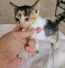 Lucky Panda - Domestic Medium Hair Cat