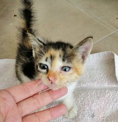 Lucky Panda - Domestic Medium Hair Cat