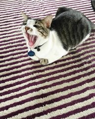 Missing Cat Tuna Pls Help!  - Domestic Short Hair Cat