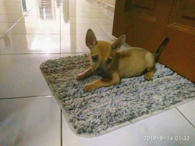 Paapa - Mixed Breed Dog