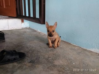 Paapa - Mixed Breed Dog