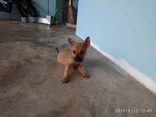 Paapa - Mixed Breed Dog