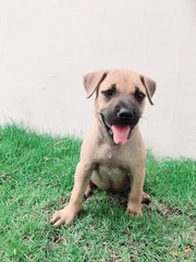 Abi - Mixed Breed Dog