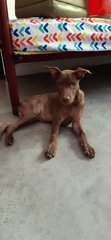 Milo-small Sized Dog (Short Tail) - Pharaoh Hound Mix Dog