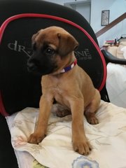 July Puppies - Black Mouth Cur Mix Dog