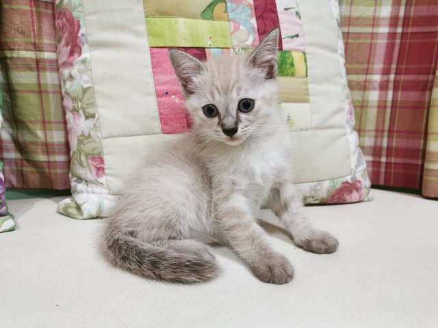 Snowie - Siamese + Persian Cat