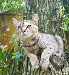 Mei Li @ &quot;Beautiful Girl&quot; - Calico + Tabby Cat