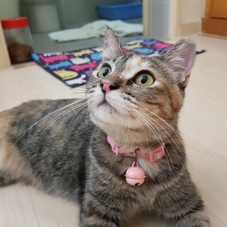 Mei Li @ &quot;Beautiful Girl&quot; - Calico + Tabby Cat