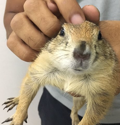 Loki The Prairie Dog - Prairie Dog Small & Furry