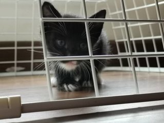 Oreo &amp; Grey  - Tuxedo + Domestic Short Hair Cat