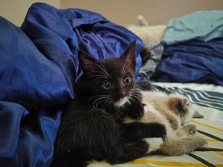 Oreo &amp; Grey  - Tuxedo + Domestic Short Hair Cat