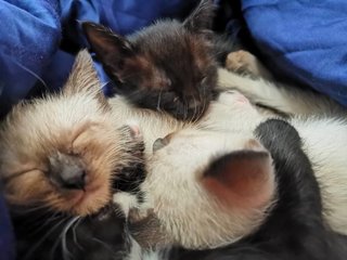 Oreo &amp; Grey  - Tuxedo + Domestic Short Hair Cat