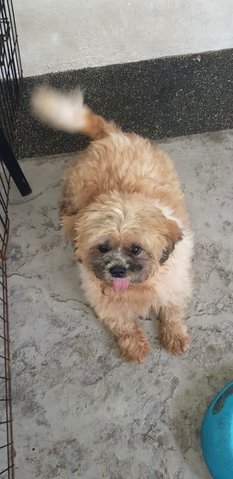 Spike - Terrier + Shih Tzu Dog