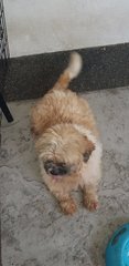 Spike - Terrier + Shih Tzu Dog