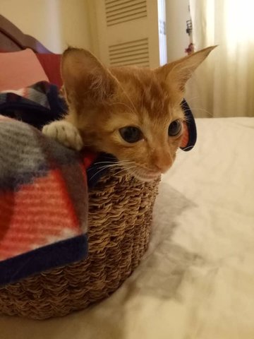 Caramel - Domestic Medium Hair Cat