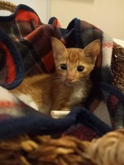 Caramel - Domestic Medium Hair Cat