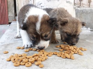 Pancake-left side has 3colours which are brown, white and black. Long tail. Medium hair length, acti