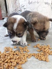 Pancake &amp; Waffle - Mixed Breed Dog