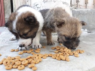 Pancake &amp; Waffle - Mixed Breed Dog