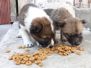 Pancake &amp; Waffle - Mixed Breed Dog