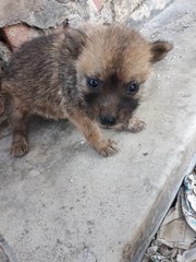 Pancake &amp; Waffle - Mixed Breed Dog