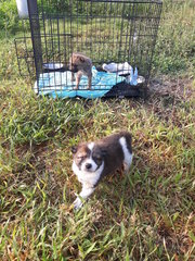 Pancake &amp; Waffle - Mixed Breed Dog