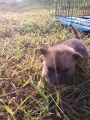 Pancake &amp; Waffle - Mixed Breed Dog