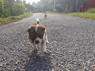 Pancake &amp; Waffle - Mixed Breed Dog